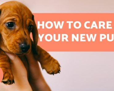 How to TAKE CARE of a PUPPY Complete Guide to