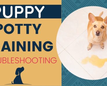 New Puppy Potty Training