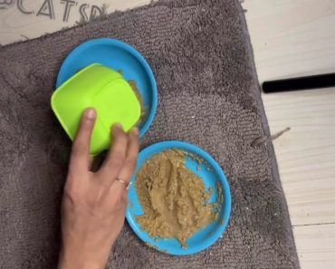 Kitten care : how to crushed dried food for fast