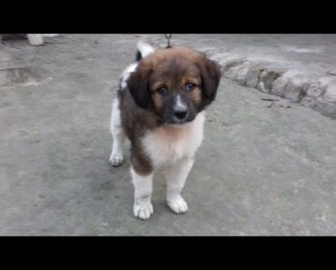 Desi dog puppy//Street dog puppy //Puppy training//Dog training
