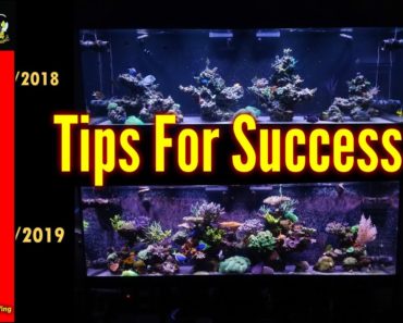 My Tips For Success In The Saltwater Aquarium Hobby |