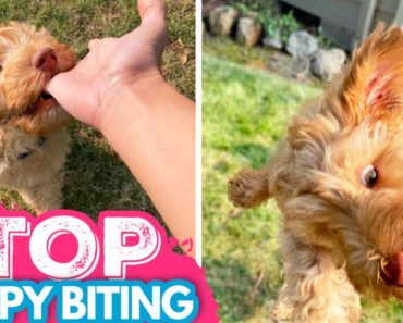 Puppy Biting?! WATCH THIS 3 EASY Steps to Stop Puppy