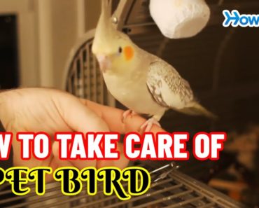 How to take care of a Pet Bird