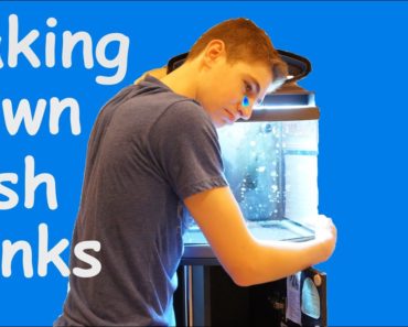 How to Perform an Aquarium Break Down (Tips For Selling