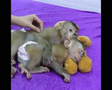 കുരങ്ങൻ ลิง Macaco Обезьяна Scimmia Monyet 猿 Monkey बंदर 猴