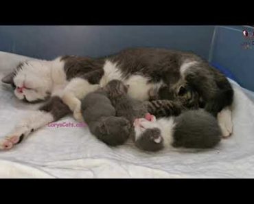 Rescued Mama Cat Caring For Her Baby Kittens