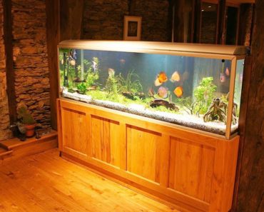 How to Maintain a Big Fish Tank