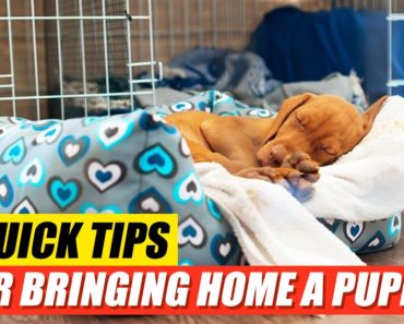 8 Quick Tips for Bringing Home a Puppy for New