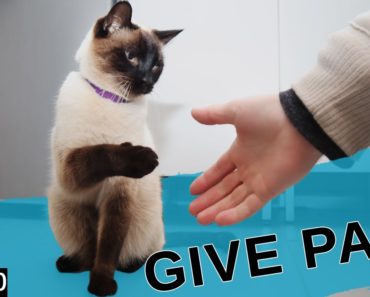 Teaching my Siamese cat to give paw