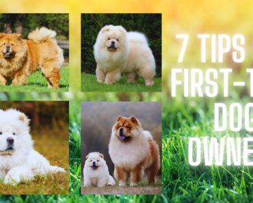 7 Tips For First-Time Dog Owners: Must Watch!