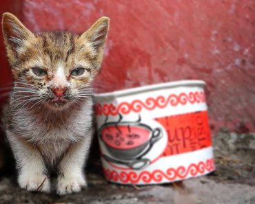 Poor Hungry Kitten is Very Weak And Needs Care (