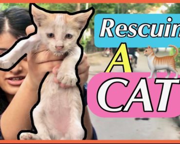Rescuing a Kitten | Feeding a kitten