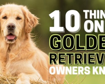 10 Things Only Golden Retriever Dog Owners Understand