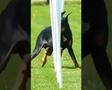 World Best Dog Training