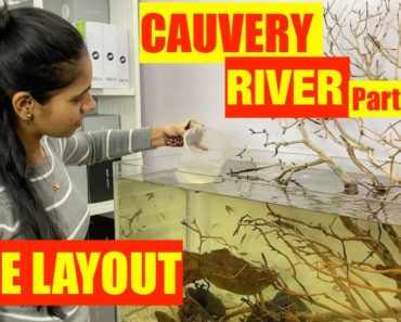 Indian Biotope Aquarium | Cauvery River