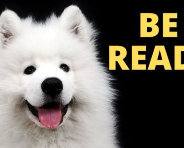 Best Tips For First Time Samoyed Owners