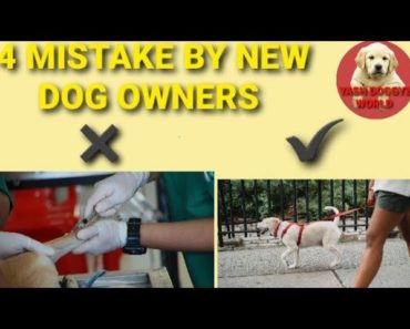 Mistake done by new dog owners |tips |YASH DOGGYZ WORLD