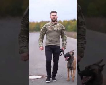 dog follows dog owners command