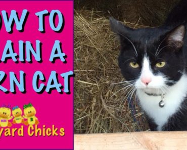 How to Train A Barn Cat (EP-78)