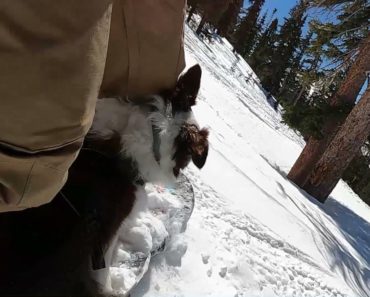 Snowboarding Dog Shreds Slopes With Owner || ViralHog