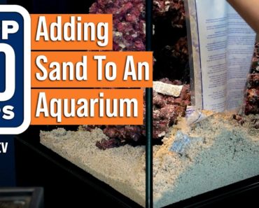 Top 10 Tips to Adding Sand In Your New Saltwater