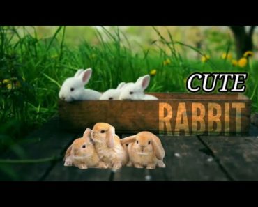 Funny and Cute Baby Bunny Rabbit Videos Baby Animal Video