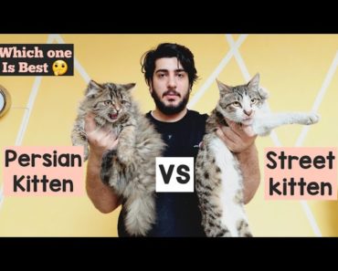 Persian Cat vs Street Cat