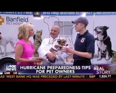 Hurricane Prepardness Tips For Pet Owners