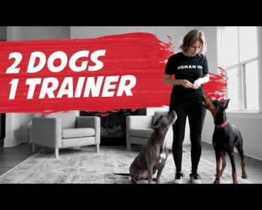 2-Dog Training Session and Tips: Unedited