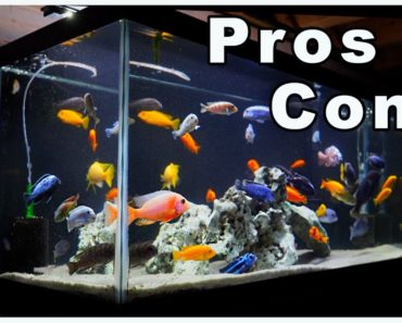 75 Gallon Aquarium Pros and Cons: So Many Options!