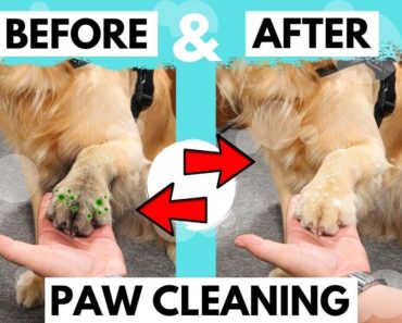 How to clean dirty dog paws in just 30 seconds