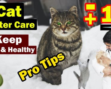 Kitten & Cat Care In Winter || How to Keep