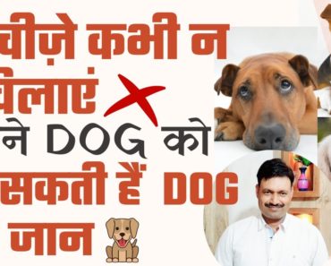 Dog ko kya nahi KHANA chahiye Ramawat Dog care