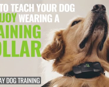How to use dog training collar correctly! Episode 1 #dogcare