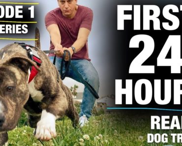 **NEW SERIES!**The FIRST 24 HOURS with a TOTALLY UNTRAINED Pit