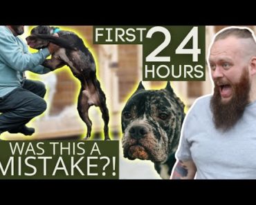 First 24 Hours With A Completely Untrained Dog!