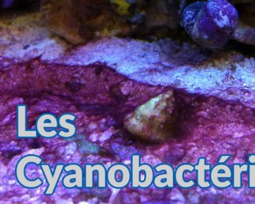 TUTO : Les cyanobactéries
