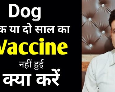 My dog not vaccinated yet Ramawat dog care