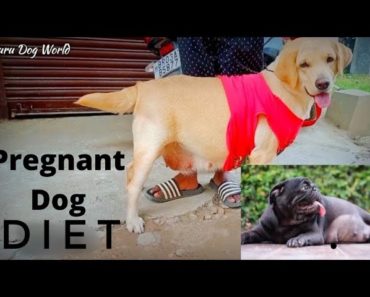 Pregnant Dog Care | Pregnant Dog Diet