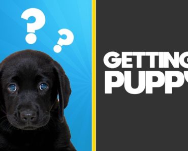 3 Starter Tips for New Dog & Puppy Owners (How
