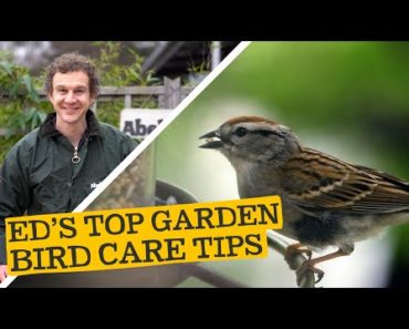 Ed’s Garden Bird Care Tips