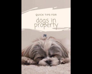 Dogs in Property