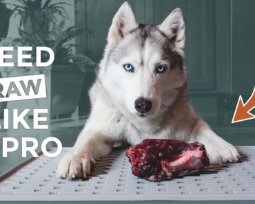 How to Feed Raw Meat For Dogs