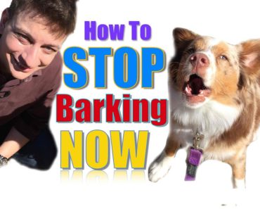 How to Teach Your Dog Not to Bark, Humanely and