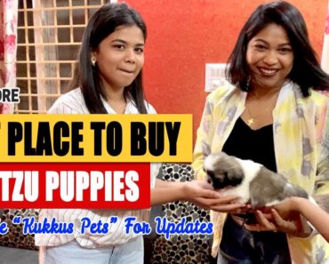 Best place to buy Shih tzu puppies in Bangalore |