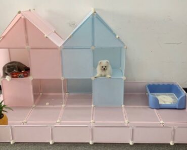 DIY Sky Villa for Cute Pomeranian Dog