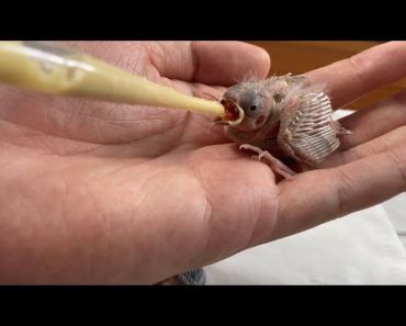 How to feed and raising a nest fall out baby