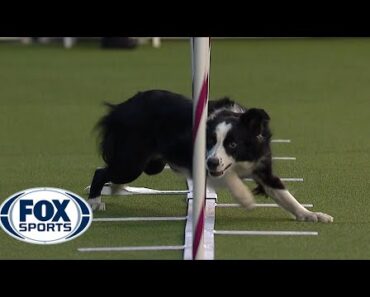 Best of the Agility competition from the 2020 Westminster Kennel