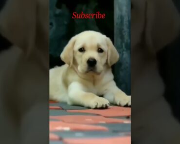 Funny Dog Videos | cute dog videos