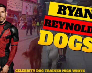 Ryan Reynold’s Dogs